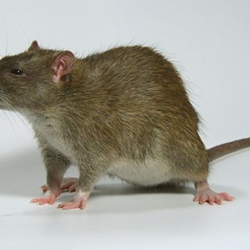 Повседневное: Крысы : Вы их или они Вас?